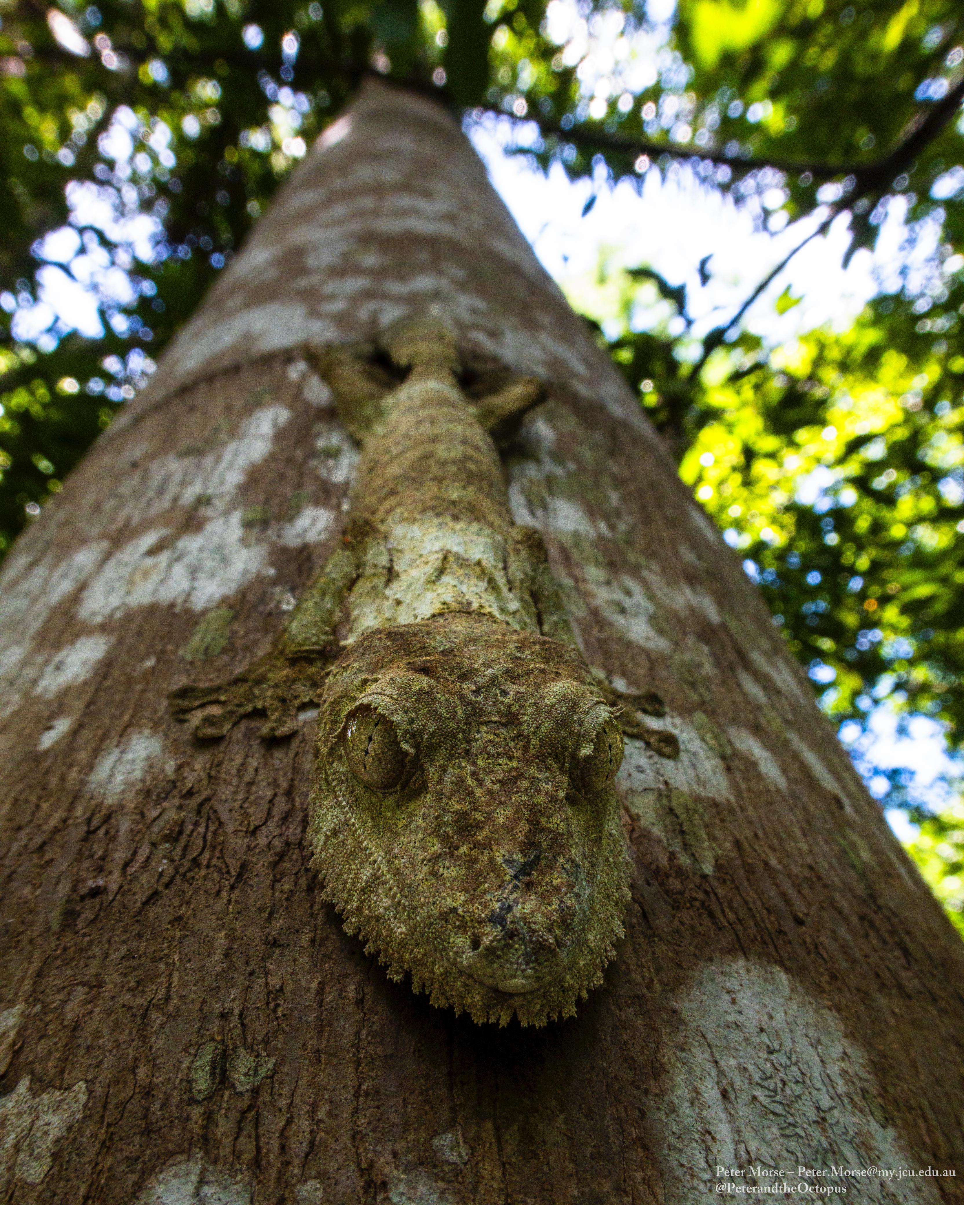 Parc National de Marojejy